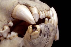 Una-dieta-rica-en-humanos-lo-que-ha-revelado-la-dentadura-de-los-leones-del-pasado