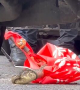 WhatsApp Image 2024-10-20 at 8.47.40 AM