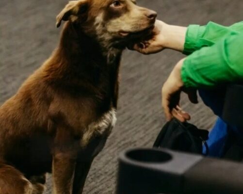 Perrito Cácaro encuentra hogar tras el FICM