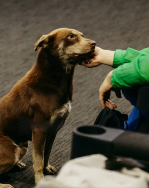 Perrito Cácaro encuentra hogar tras el FICM