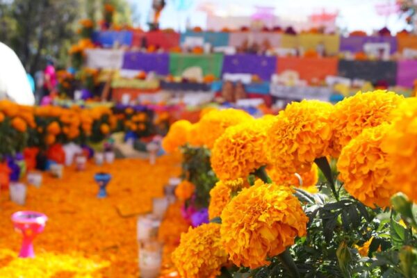 Flores tradicionales para adornar tu altar de muertos