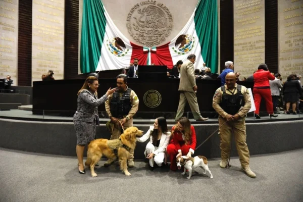 Con 450 votos a favor, Diputados aprueban reformas para protección animal