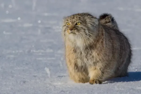 animales más extraños