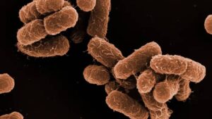 Alerta epidemiológica: brote de Klebsiella oxytoca en CDMX