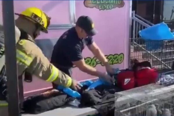 (Video) Incendio Dallas animales