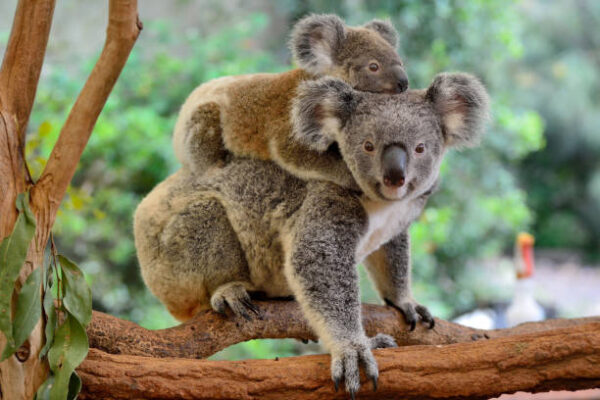 Australia en el ojo del huracán por sacrificio de 750 koalas koalas