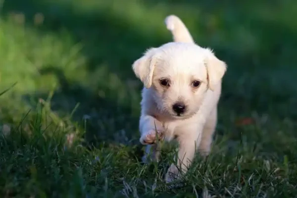 ¿Cada Cuánto Debes Llevar a tu Mascota al Veterinario? Mascota - perro
