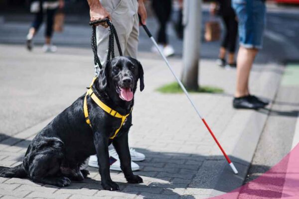 Cuidado: no acaricies a un perro guía