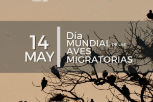 Aves
