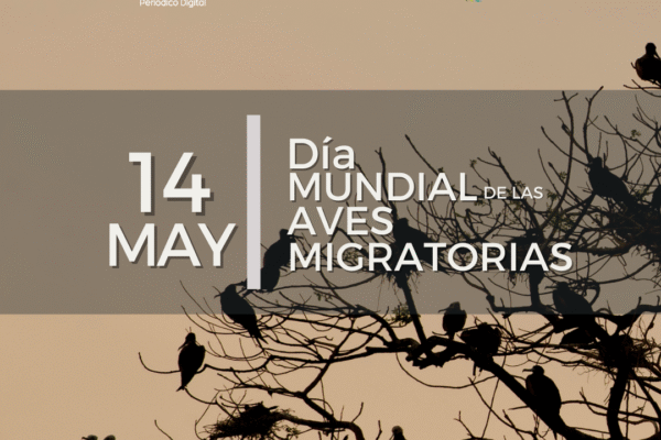 Aves