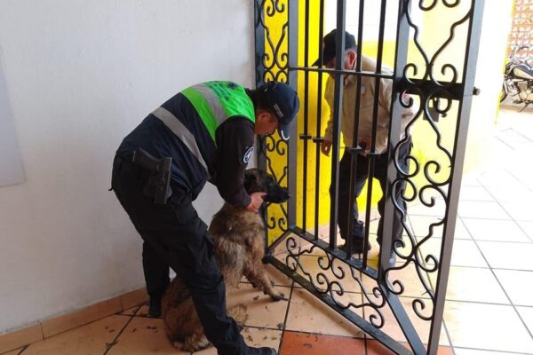 Gobierno de San Mateo Atenco rescata a perro atrapado en el Centro Cultural Atenquense