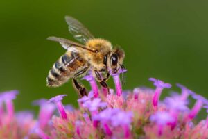 Chapultepec celebra el Día Mundial de las Abejas