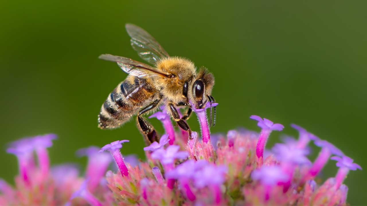 Chapultepec celebra el Día Mundial de las Abejas