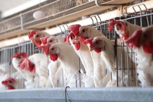 México suspende importación de productos avícolas de Brasil por brote de gripe aviar H5N1 aviar
