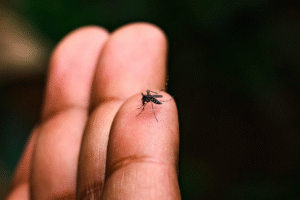 dengue