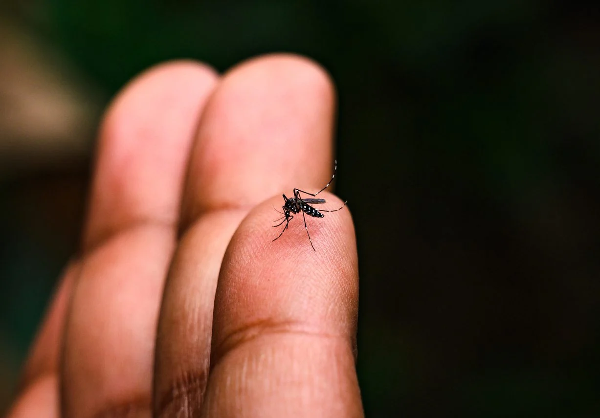 dengue