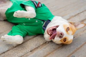 Mailo, el perrito gasolinero que conquista corazones desde Oaxaca