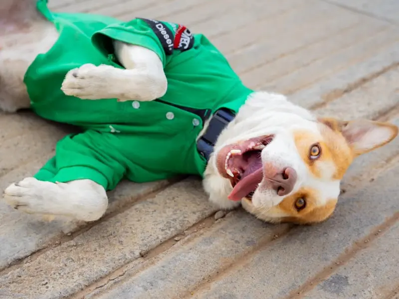 Mailo, el perrito gasolinero que conquista corazones desde Oaxaca