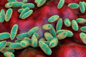 Yersinia pestis