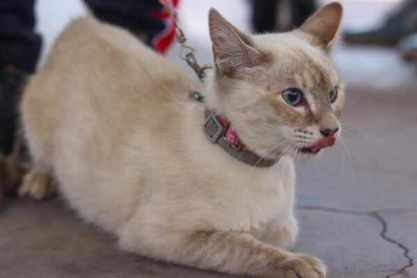 Bienestar animal: realizan cincuenta esterilizaciones en Cuautitlán Izcalli