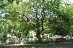 árboles