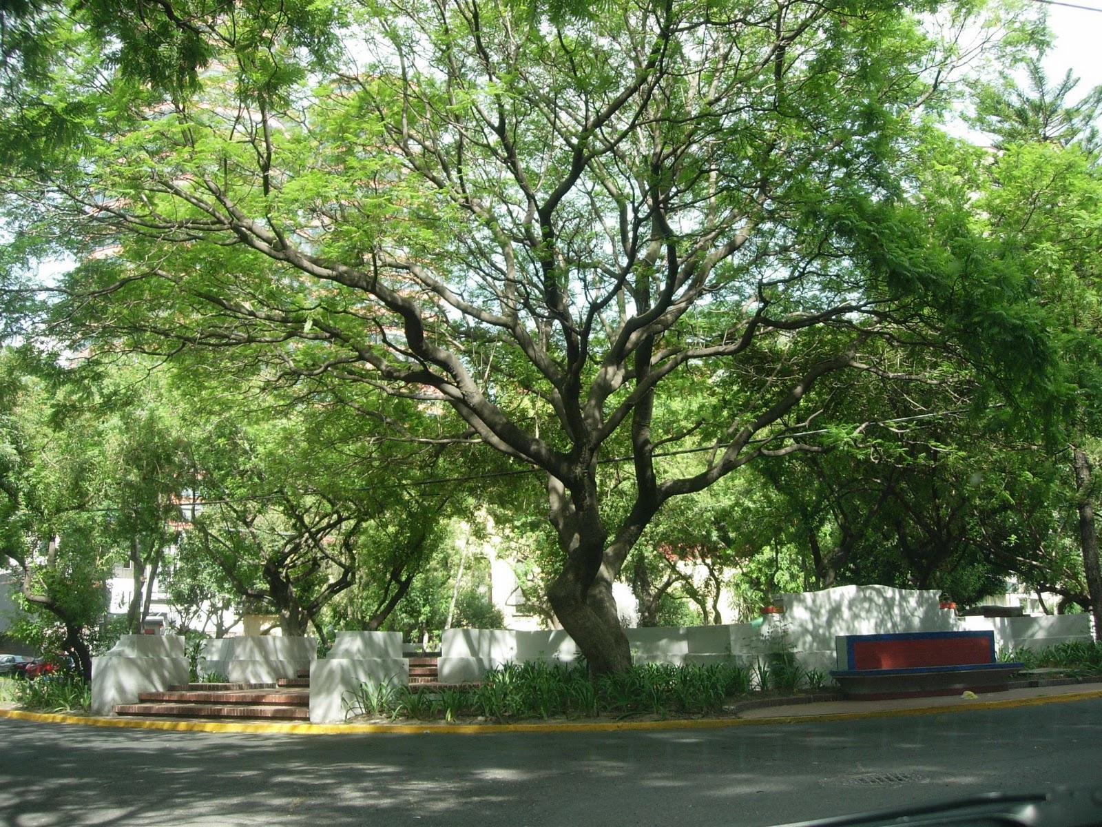 árboles