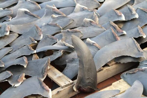 Decomisan más de 2.400 kilos de aletas de tiburón con destino a China en el puerto de Ensenada