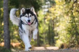 perro