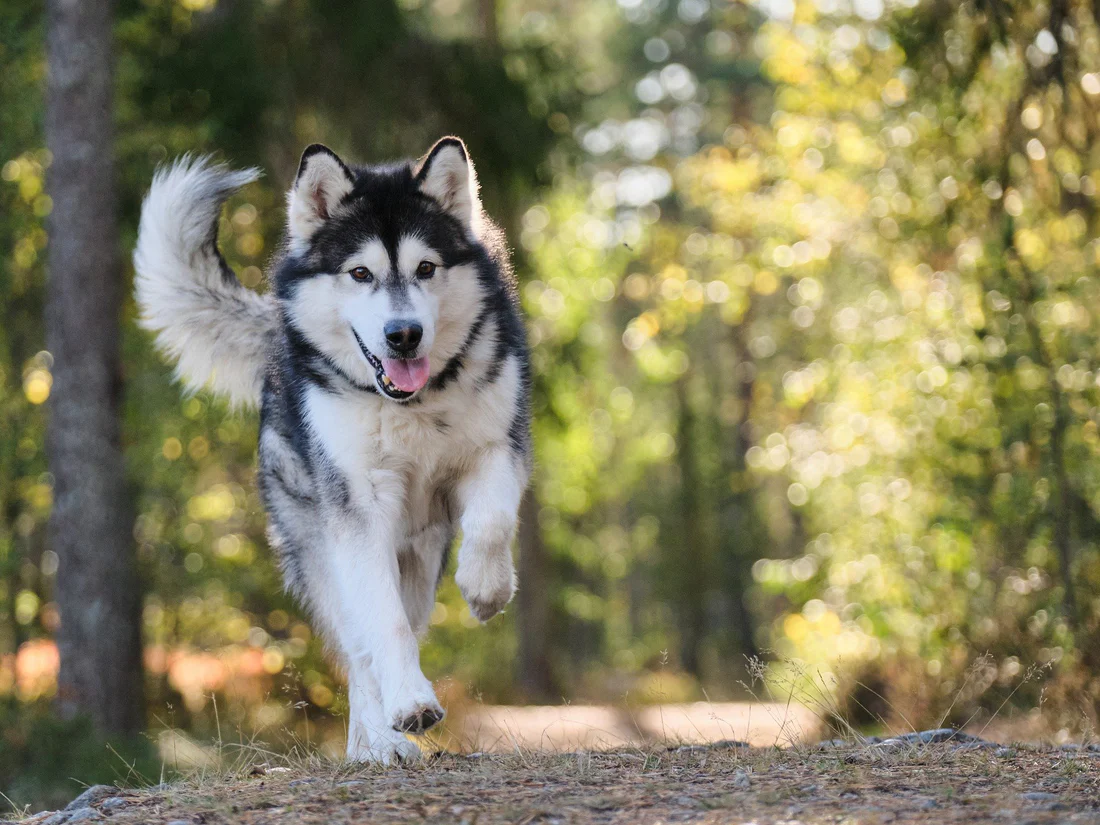 perro