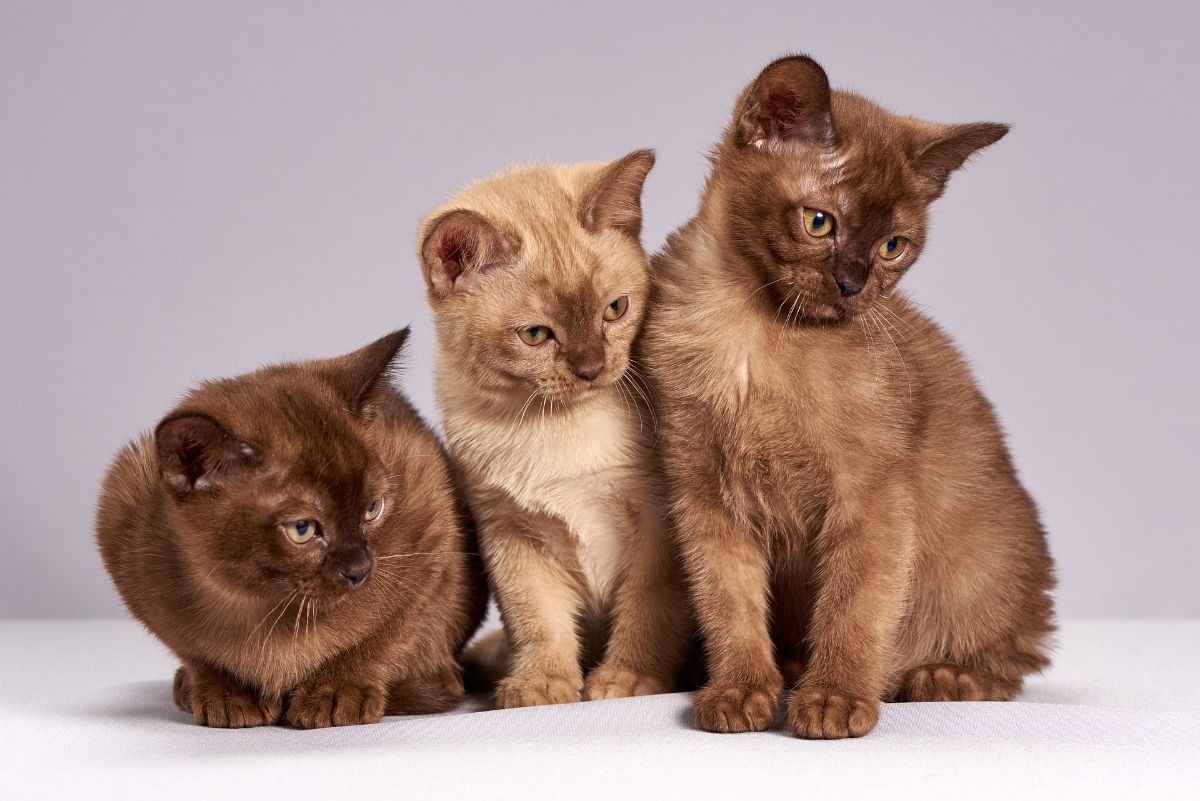 gatos-2