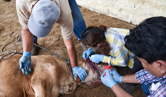 gusano barrenador Puebla