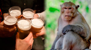 origen del gusto por el alcohol