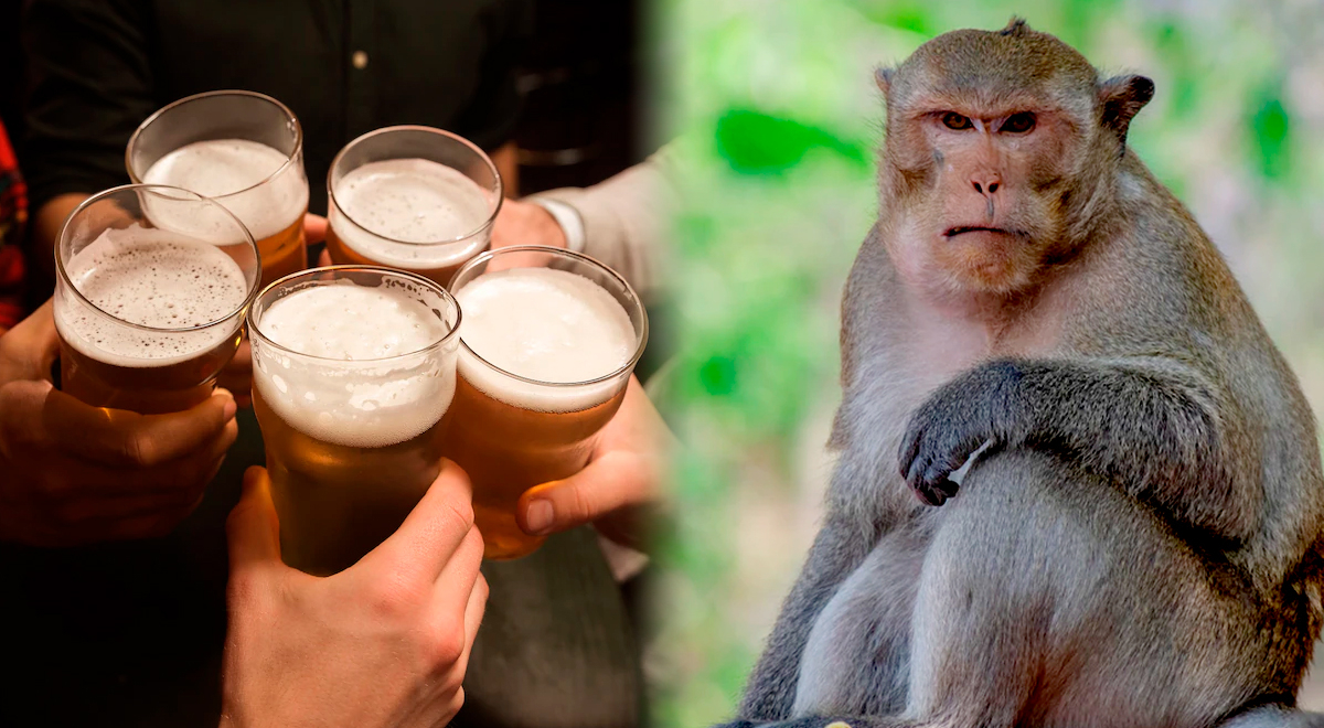 origen del gusto por el alcohol