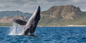 GI-685018095_Whale-concert_header