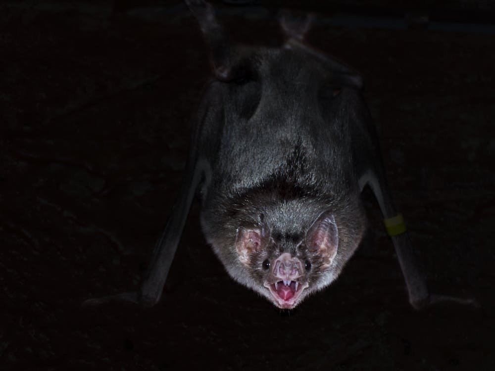 Murciélagos vampiro terror nocturno