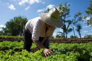 Innovación tecnológica impulsa agricultura en el Edomex