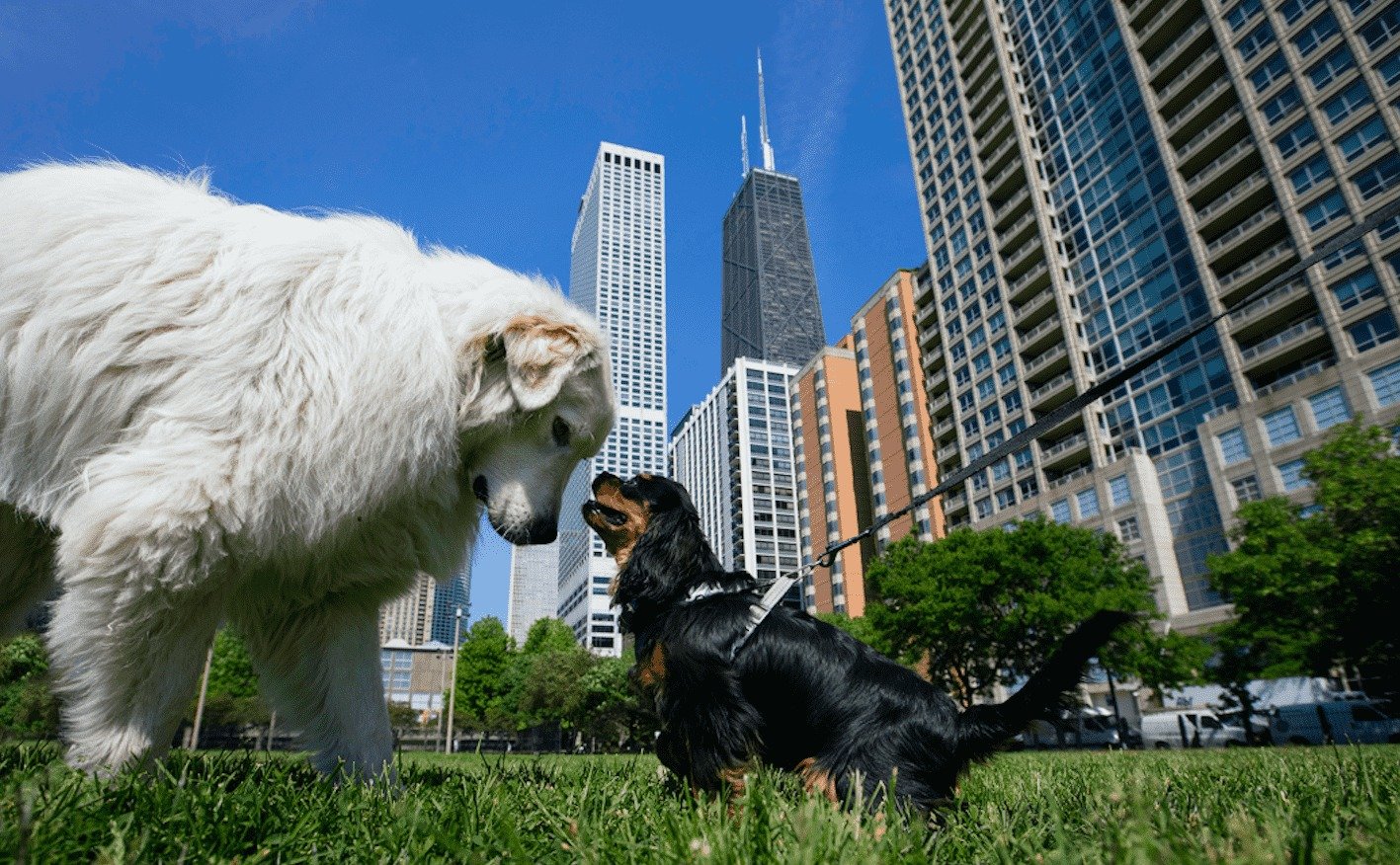 Paseos perros migrante Chicago