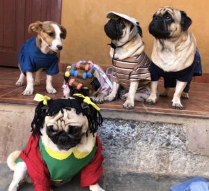 PugManiaco 2025 desfile CDMX