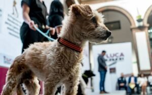 campana-adopcion-perros-y-gatos-toluca-2025
