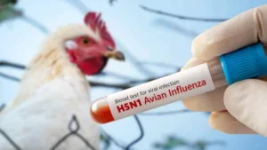 mutaciones cepa H5N1
