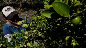 limoneros