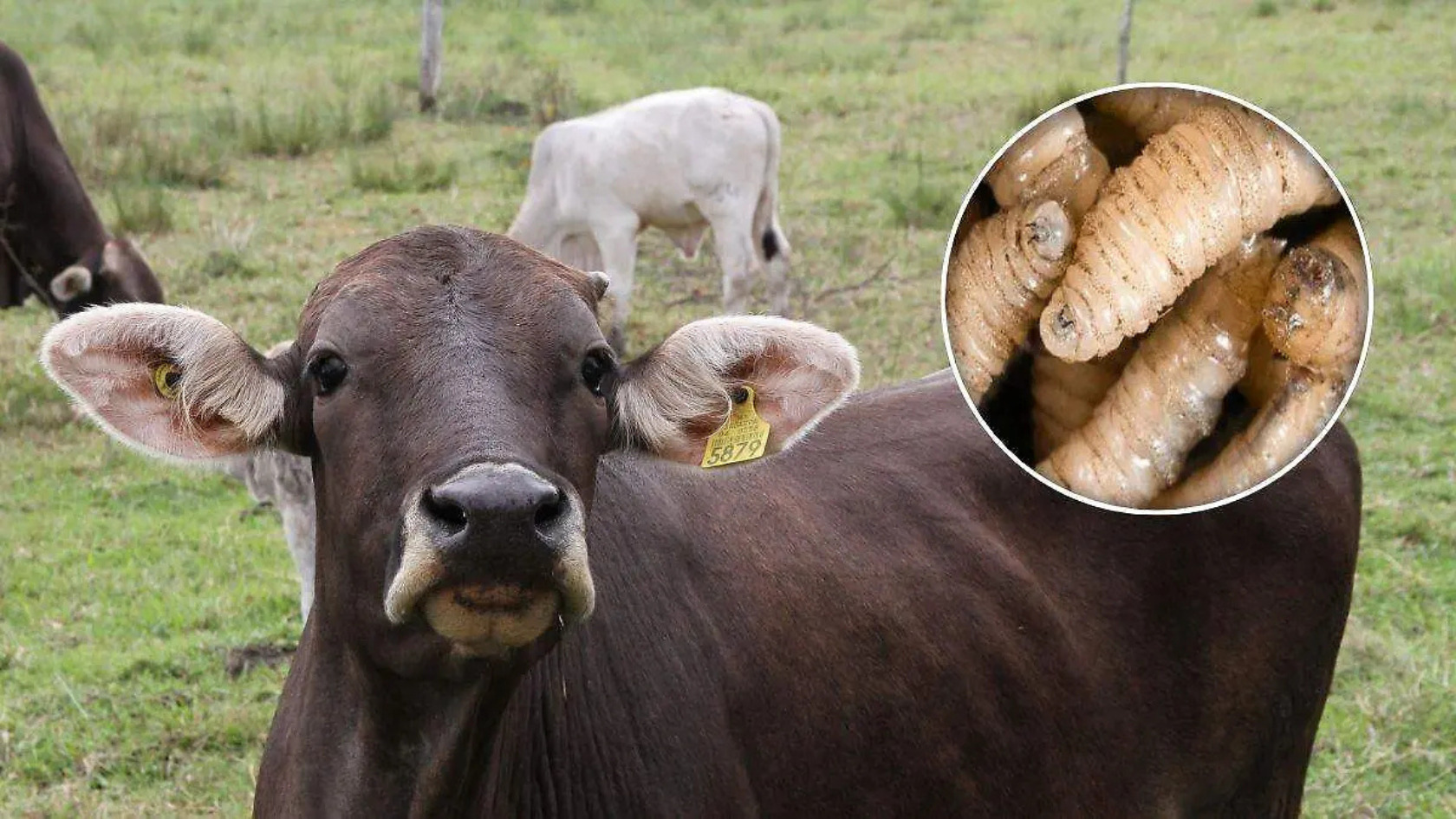 SADER gusano barrenador Veracruz