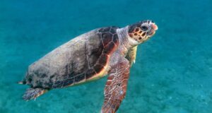 Tortuga caguama Baja California