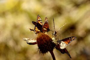 WhatsApp Image 2025-11-13 at 2.30.35 PM(1)