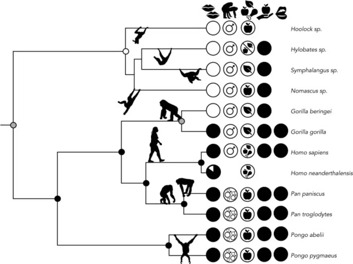 Ancestro