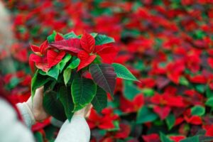de-donde-es-orignaria-la-flor-de-nochebuena_iqe