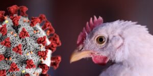 Alerta pandemia gripe aviar