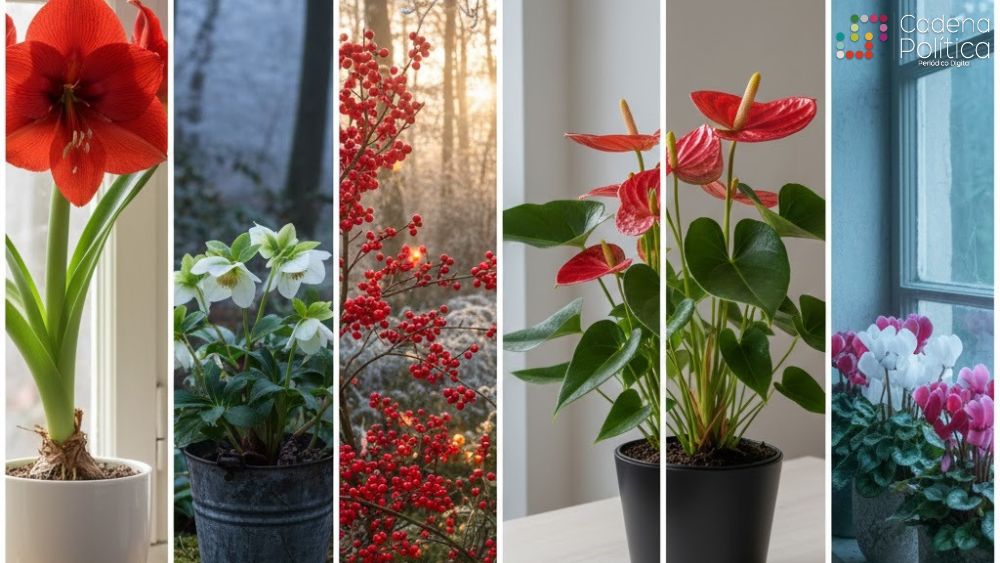 plantas navideñas para decorar
