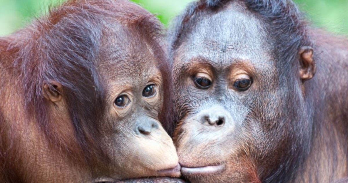 Primates