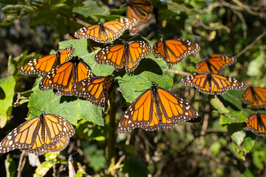 Santuarios mariposa monarca 2025